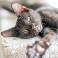 Jiji - Photo 1