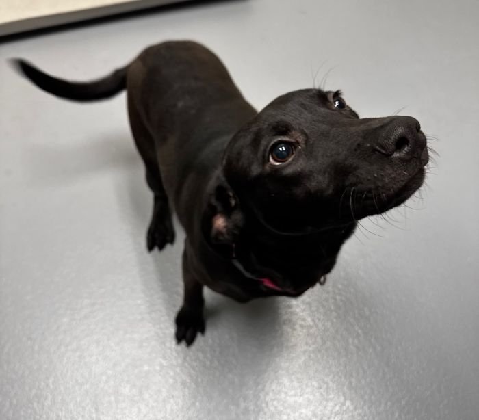 PETUNIA - Unknown available for adoption