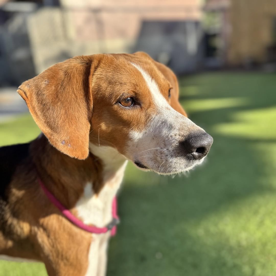 TWIGGY - Treeing Walker Coonhound available for adoption