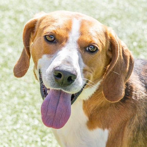 TWIGGY - Treeing Walker Coonhound for adoption in Savannah