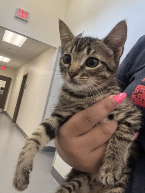 TWILL - Domestic Short Hair available for adoption