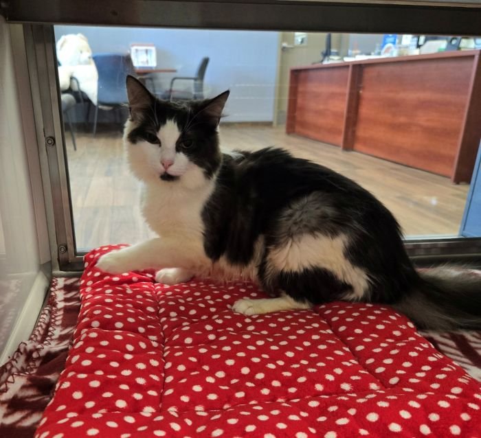 MAIZE - Domestic Medium Hair available for adoption