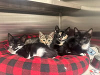 Summer - Photo 1