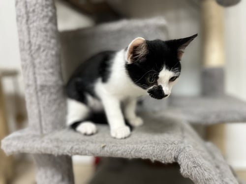 MARBLES - Domestic Medium Hair available for adoption