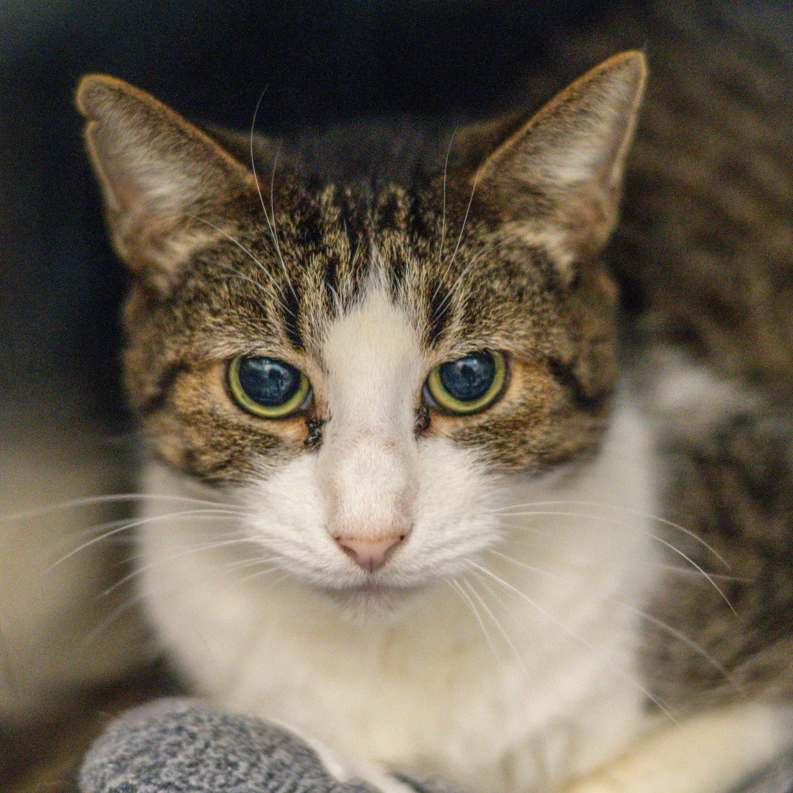 CARTER - Domestic Short Hair available for adoption