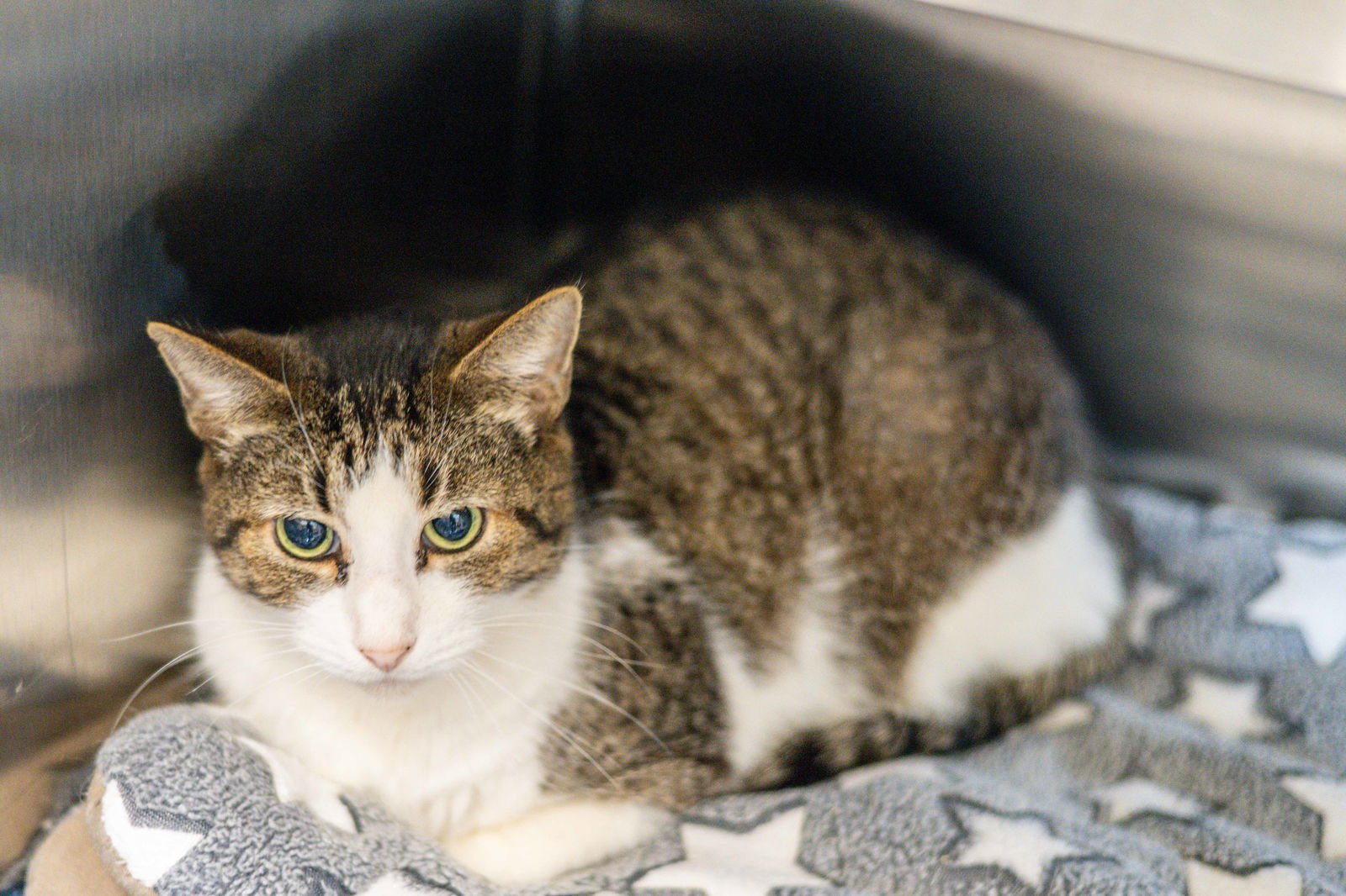 CARTER - Domestic Short Hair available for adoption