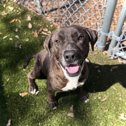 CLAY - Terrier available for adoption