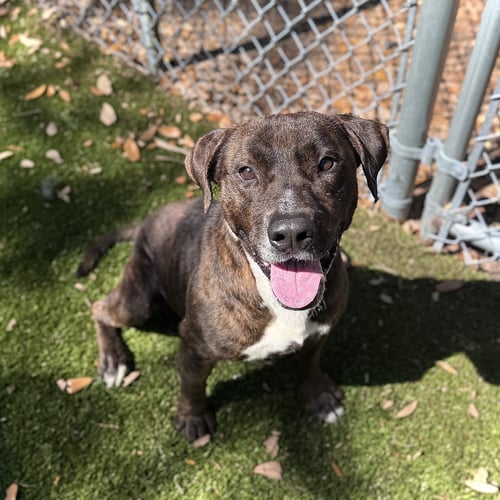 CLAY - Terrier available for adoption