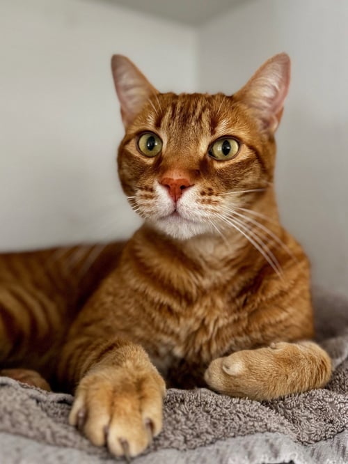 JERICHO - Domestic Short Hair available for adoption