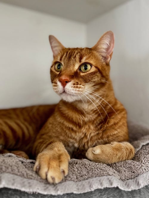 JERICHO - Domestic Short Hair available for adoption