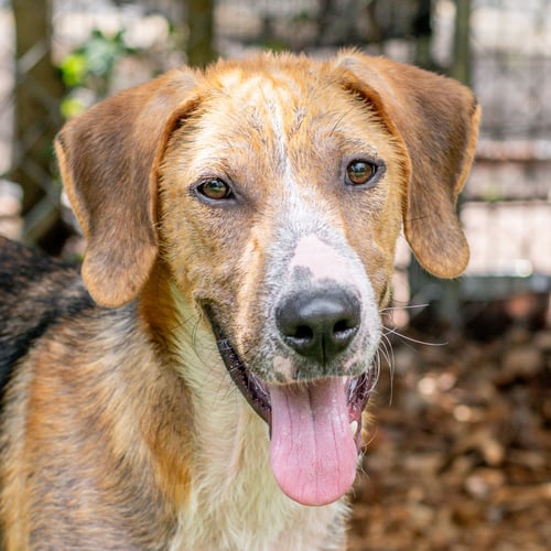 BERT - Hound available for adoption