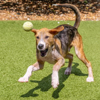 Bert - Photo 3