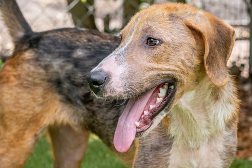 BERT - Hound available for adoption