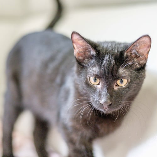 TWIX - Domestic Short Hair available for adoption