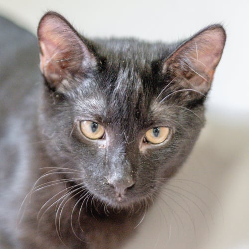 TWIX - Domestic Short Hair available for adoption