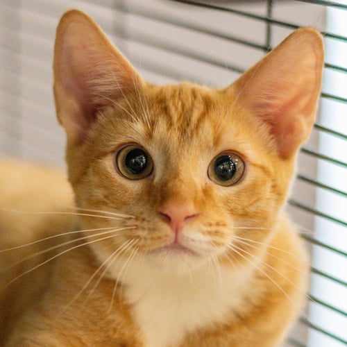 DANISH - Domestic Short Hair available for adoption