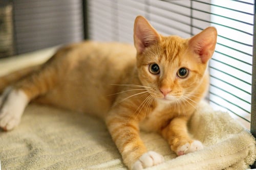 DANISH - Domestic Short Hair available for adoption