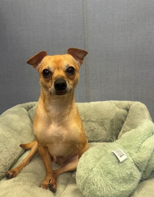 JEFFERSON - Chihuahua available for adoption