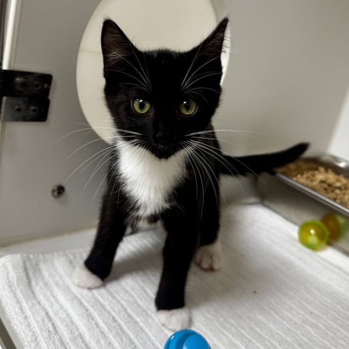 WHITNEY - Domestic Short Hair for adoption in Savannah