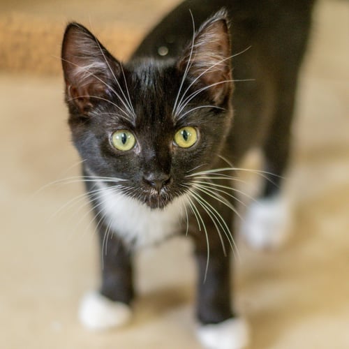 WHITNEY - Domestic Short Hair available for adoption