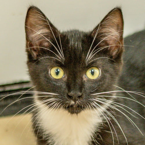 WHITNEY - Domestic Short Hair for adoption in Savannah