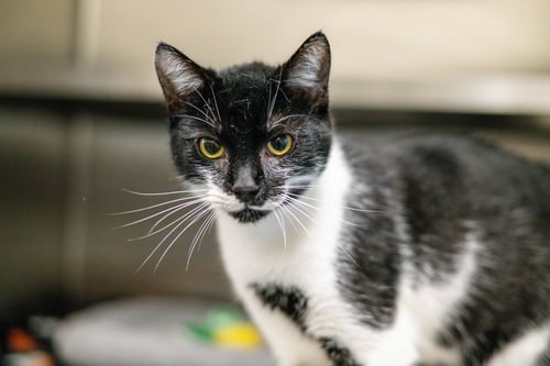 LINGUINI - Domestic Short Hair available for adoption