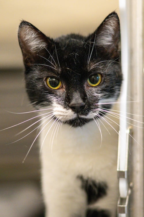 LINGUINI - Domestic Short Hair available for adoption