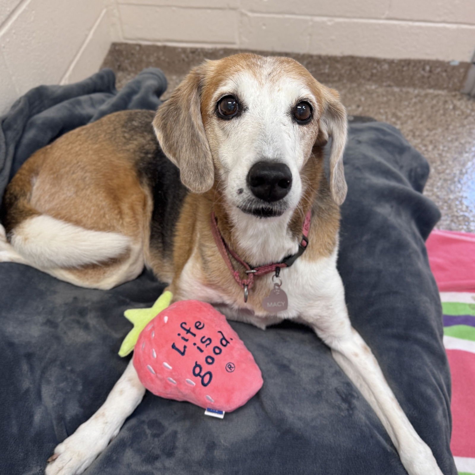 MACY - Hound available for adoption