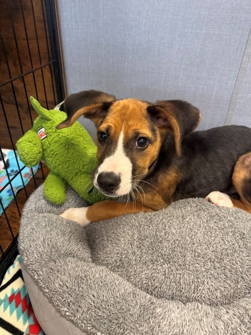 HERCULES - Terrier available for adoption