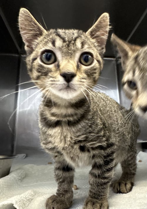 TILL - Domestic Short Hair available for adoption