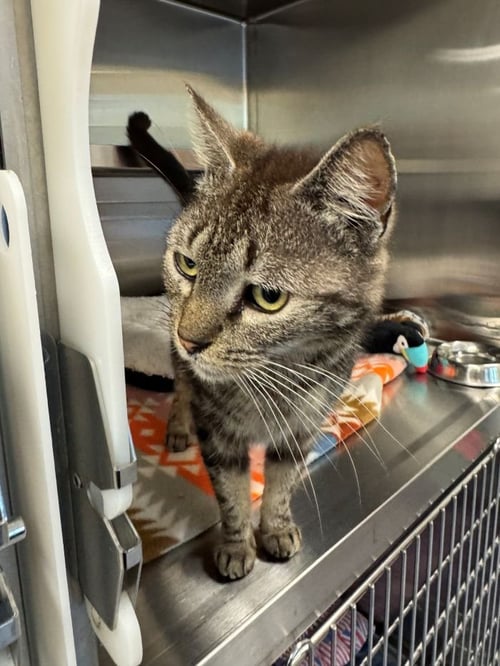 BUNDLES - Domestic Short Hair available for adoption