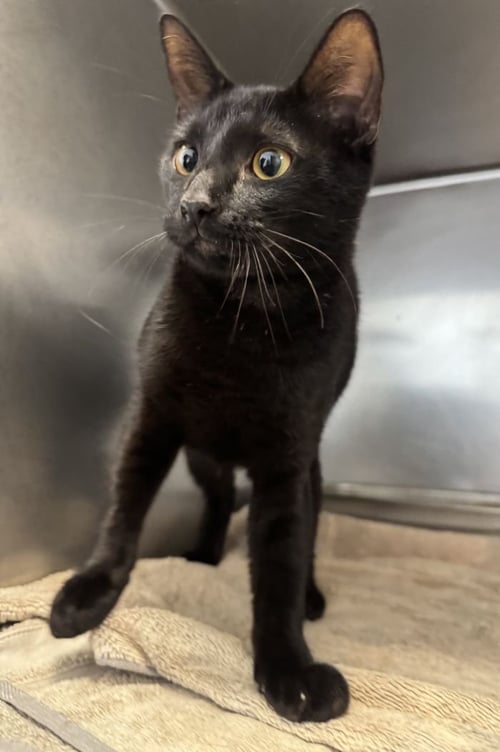 LESLIE - Domestic Short Hair available for adoption