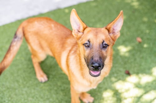 D J - German Shepherd Dog available for adoption