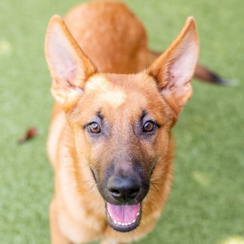 D J - German Shepherd Dog available for adoption