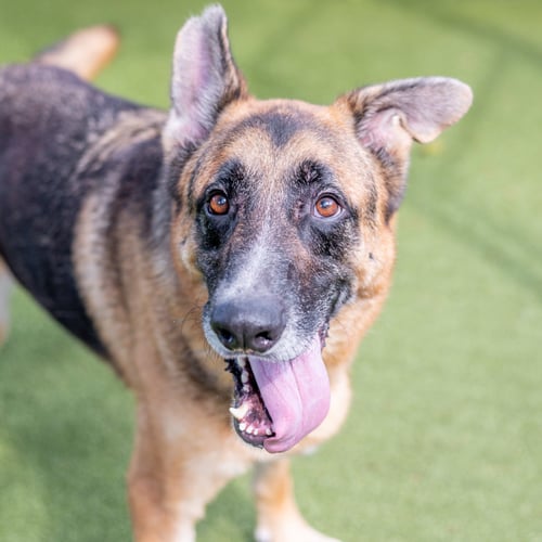 TOBY - German Shepherd Dog available for adoption