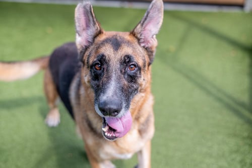 TOBY - German Shepherd Dog available for adoption