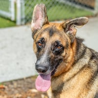 Toby - Photo 3
