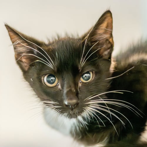 CIVIC - Domestic Short Hair available for adoption