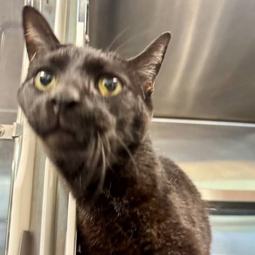 MICA - Domestic Short Hair available for adoption
