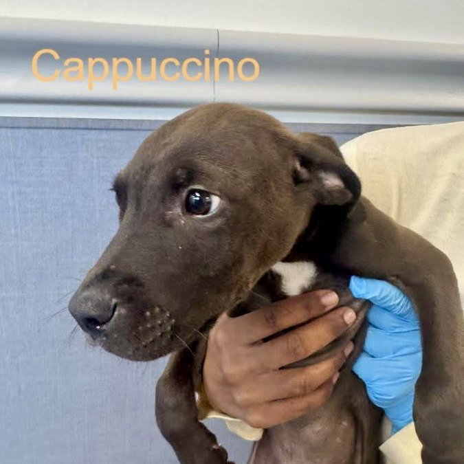 Cappuccino Image
