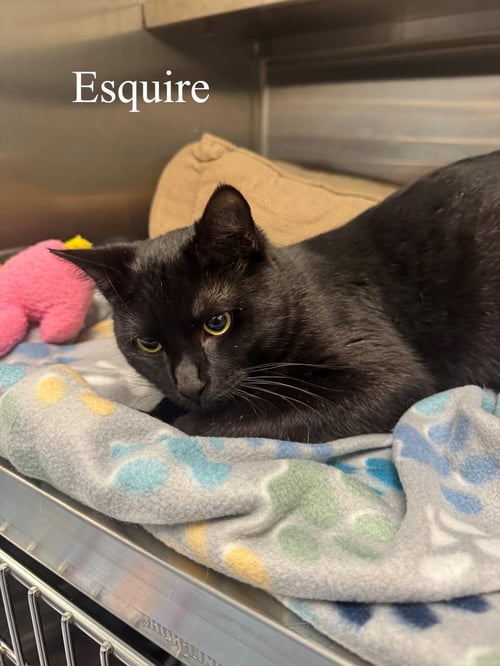 ESQUIRE - Domestic Short Hair available for adoption