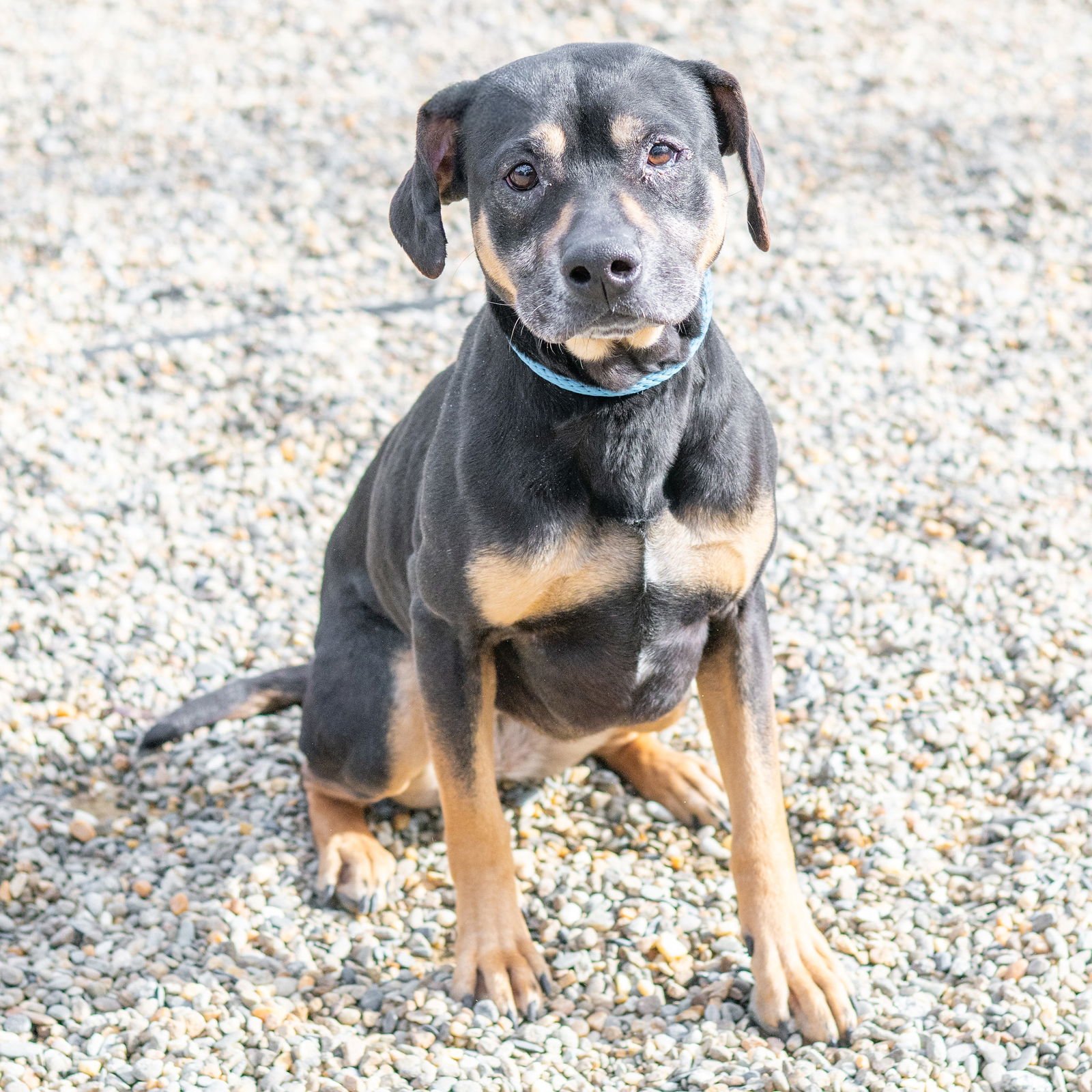 PAIGE - Rottweiler available for adoption