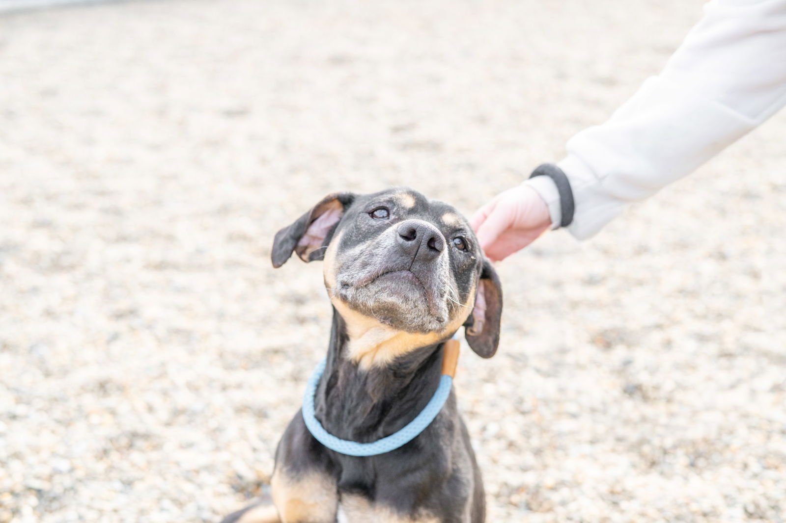 PAIGE - Rottweiler available for adoption