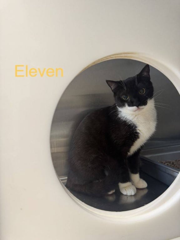 Eleven Image