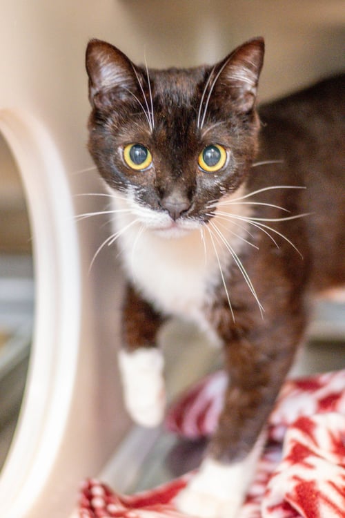 ELEVEN - Domestic Short Hair available for adoption
