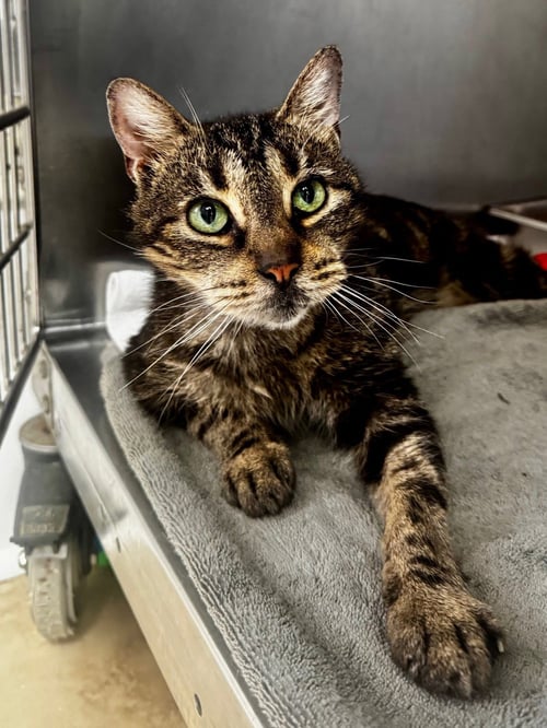 SQUEAKY - Domestic Short Hair available for adoption