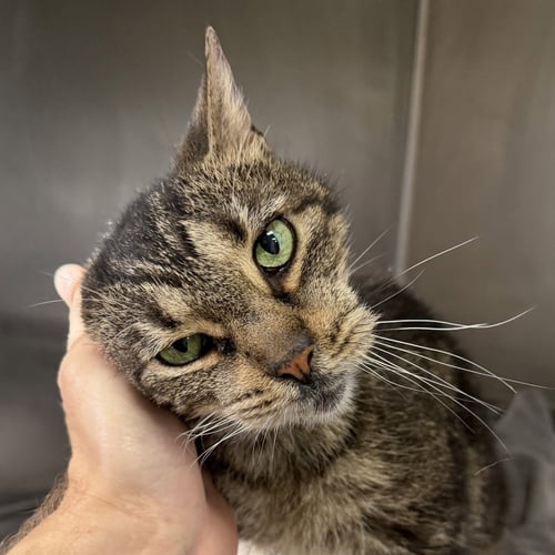 SQUEAKY - Domestic Short Hair available for adoption