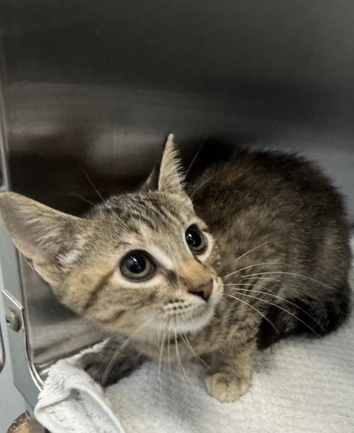 TOILE - Domestic Short Hair available for adoption