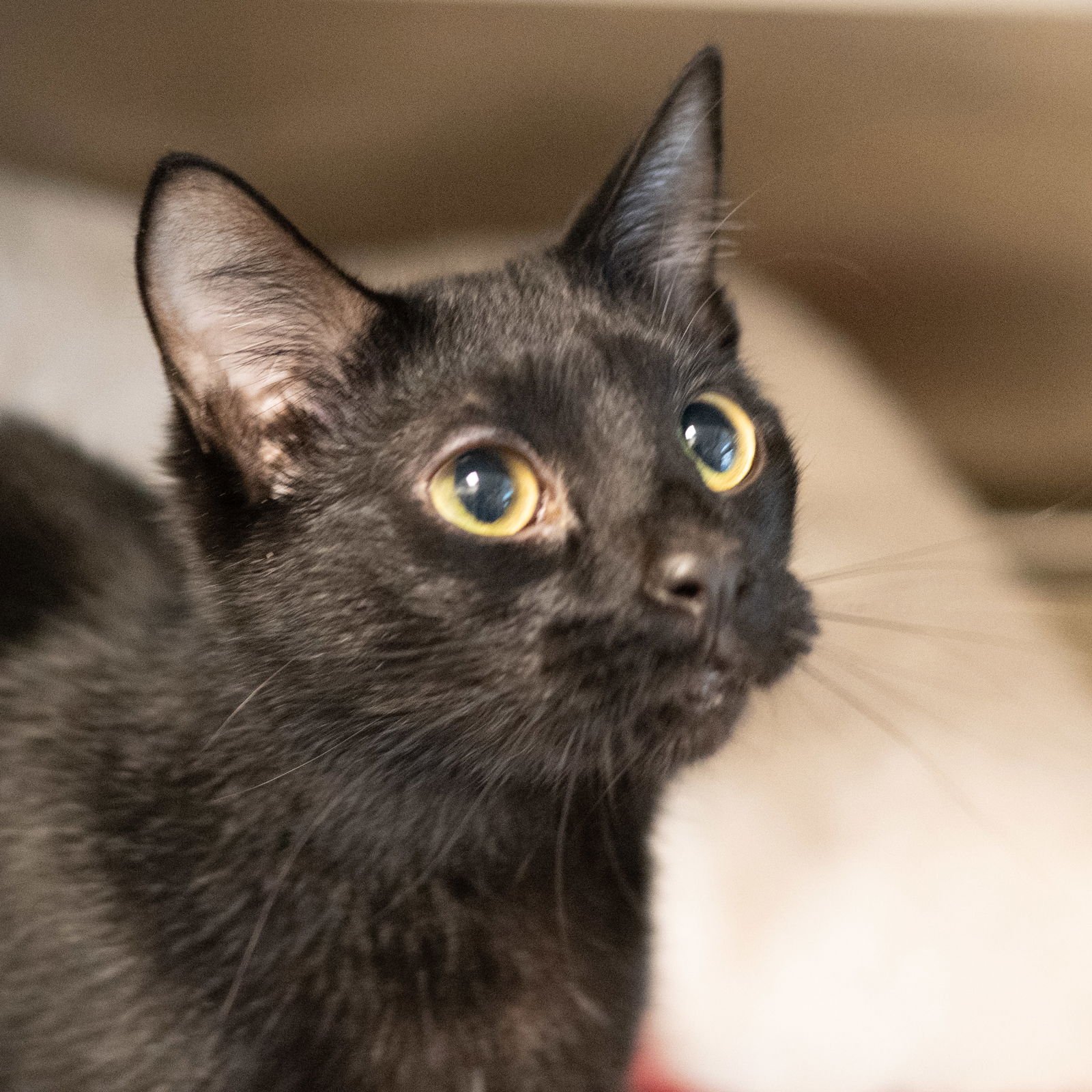 BERNARD - Domestic Short Hair available for adoption