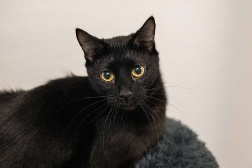 BERNARD - Domestic Short Hair available for adoption